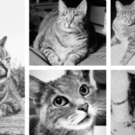 Au revoir mes chats adorés