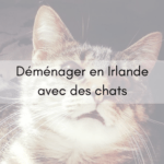 Déménager en Irlande avec des chats
